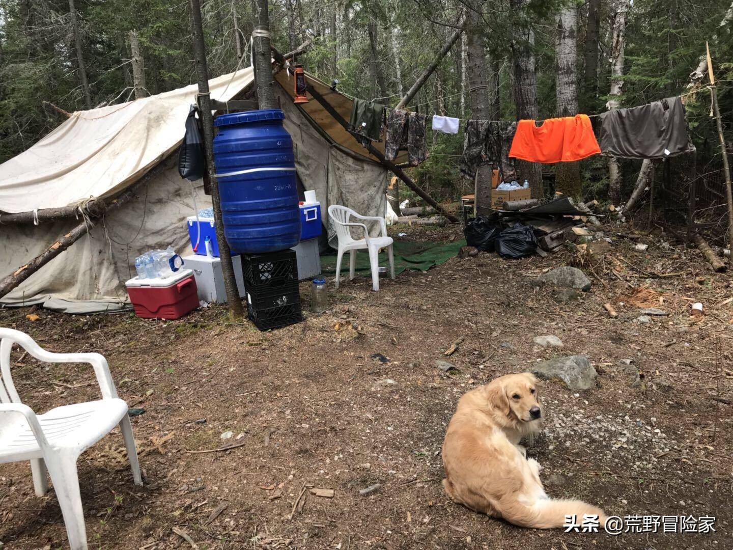 加拿大狩猎大黑熊，体验一次荒野猎人！七天六夜挑战不一样的旅行