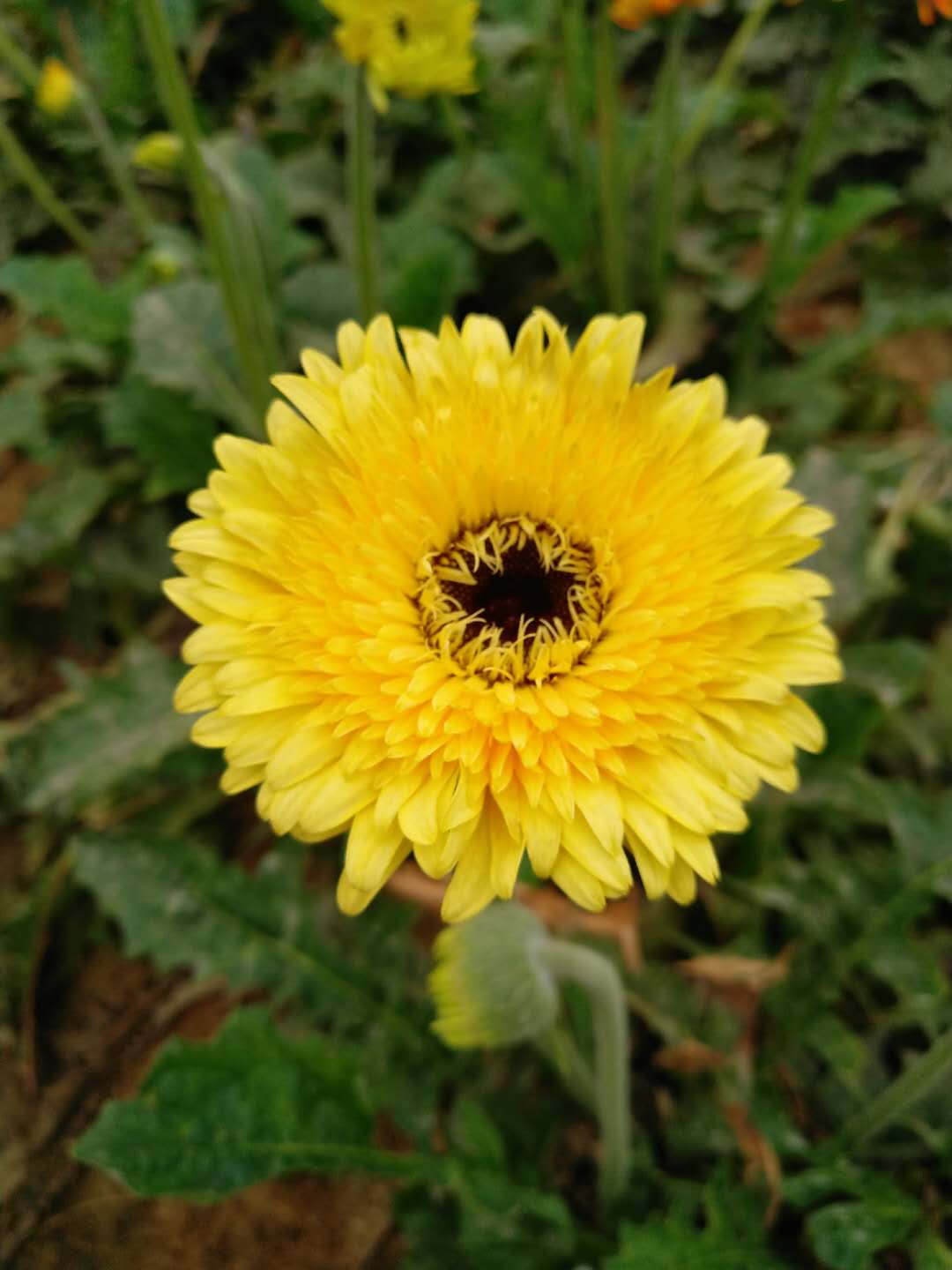 非洲菊为什么叫扶郎花（掌握这6点扶郎花艳多产效益高）