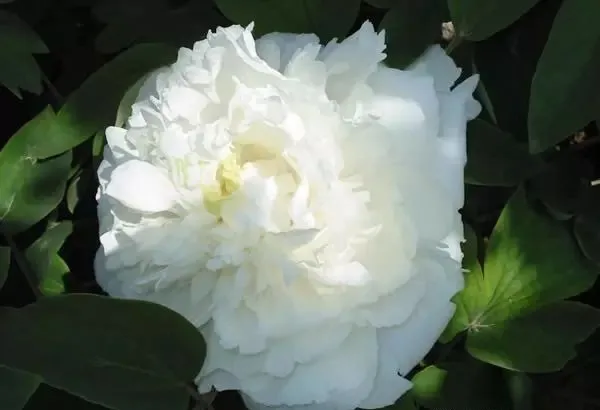 100种名贵牡丹鉴赏 绘画好素材（报花名）