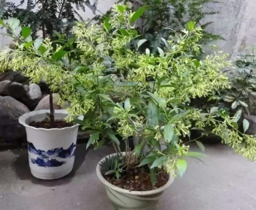 七里香花开白色,气味香浓,七里香的花期(花开为白色)是在4-9月,果期