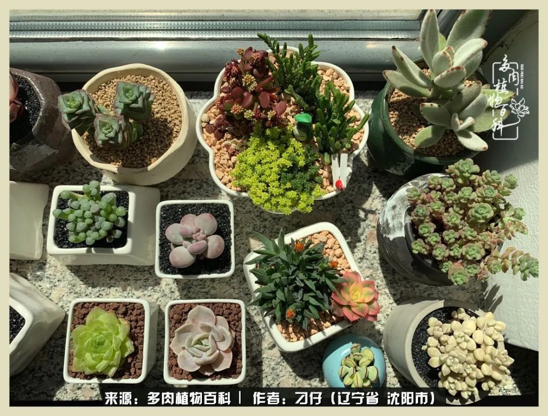 三年时间,多肉能养成什么样?
