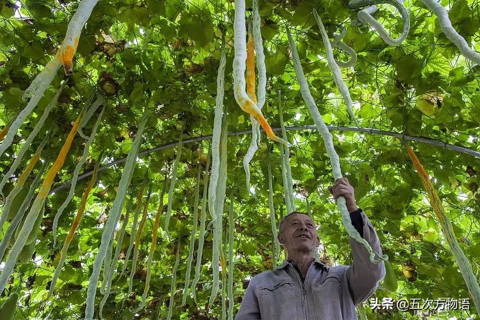 吃瓜续集：看瓜、砍瓜、搅瓜、石灰瓜、烧瓜都是什么瓜？