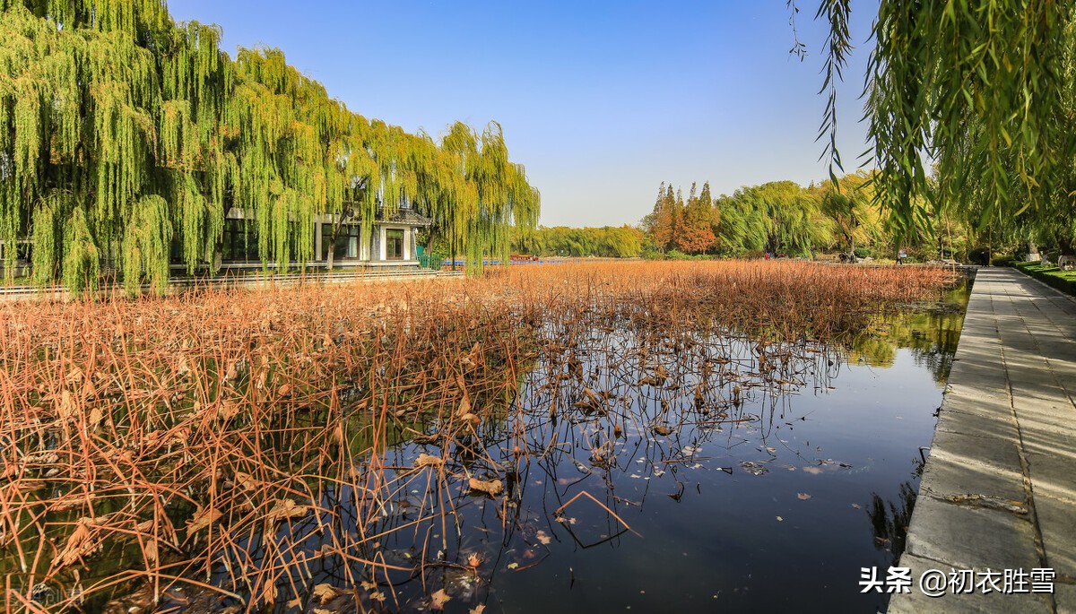 杨柳是什么季节（总结清美柔韧秋柳古诗四首）