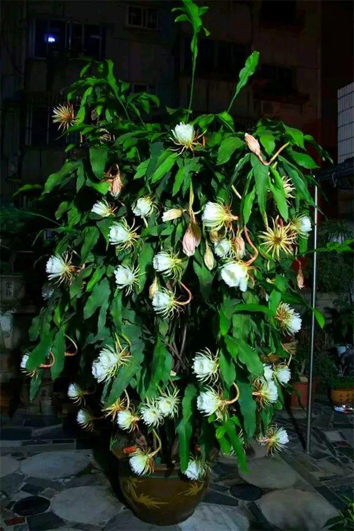 想要长寿花冬天抗冻一点,趁现在撒把肥,叶子厚实开花还多