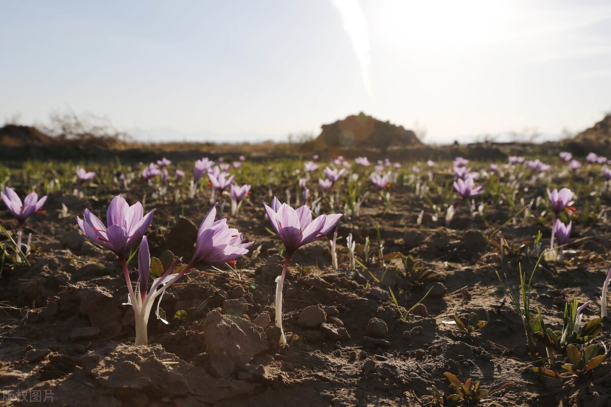 番红花5万一斤，国内需求大却至今没大规模种植，依赖进口很无奈