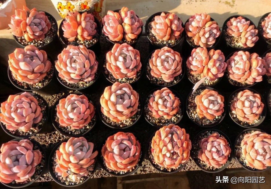 多肉无需养太多,推荐这几个品种,养大后,掰个侧芽卖20块