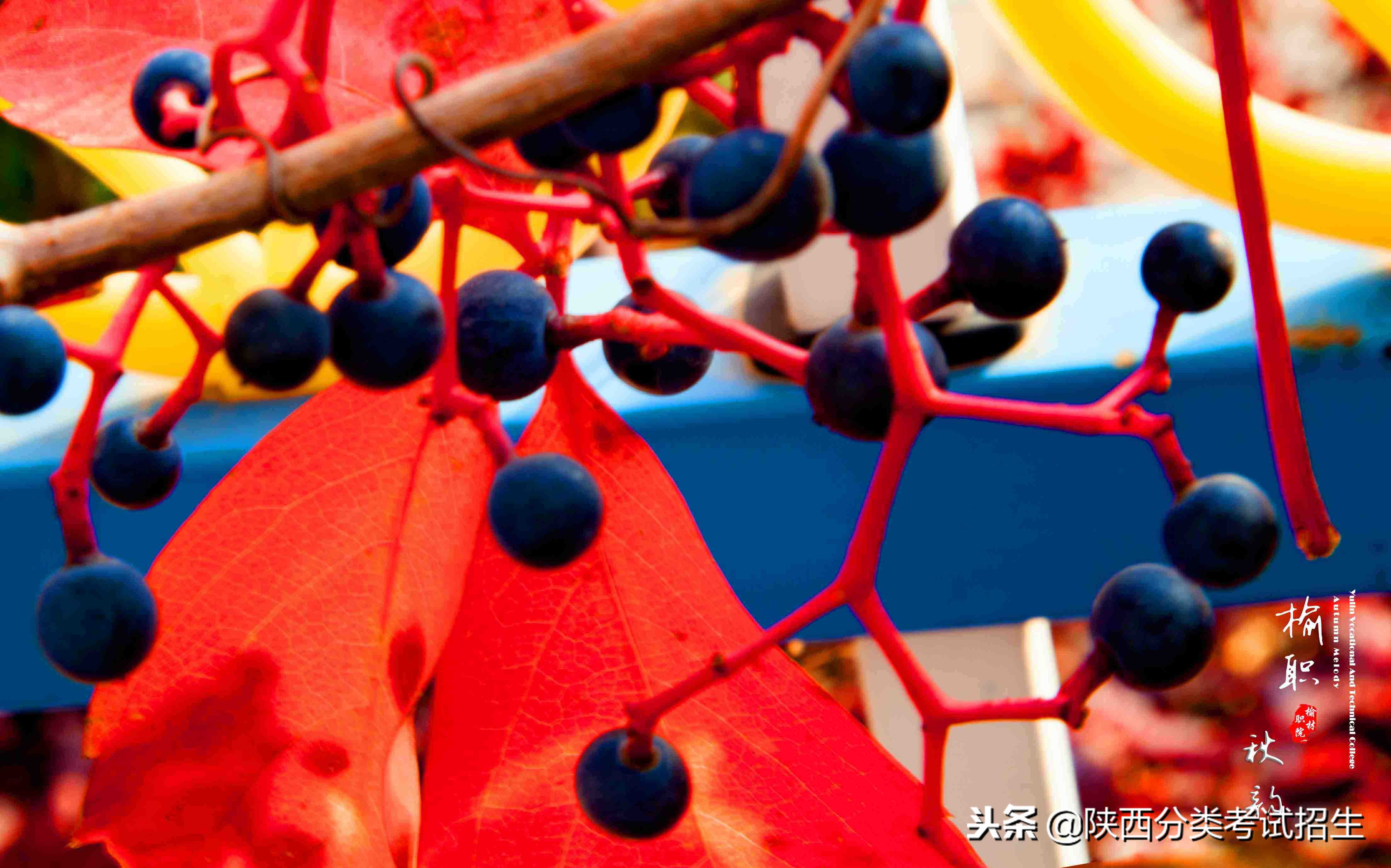 魅丽校园行之-榆林职业技术学院