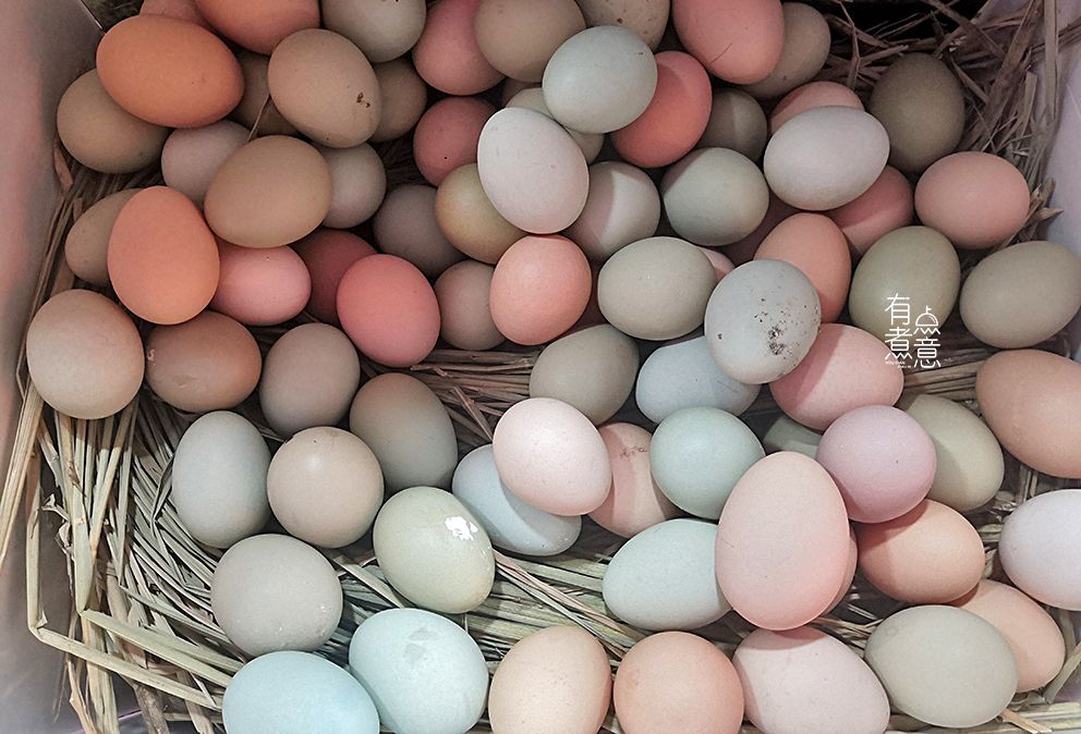 芦花鸡蛋是什么颜色的（盘点国内常见的蛋用鸡种）