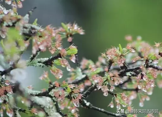 春天回大地，诗词里的情感也复苏了