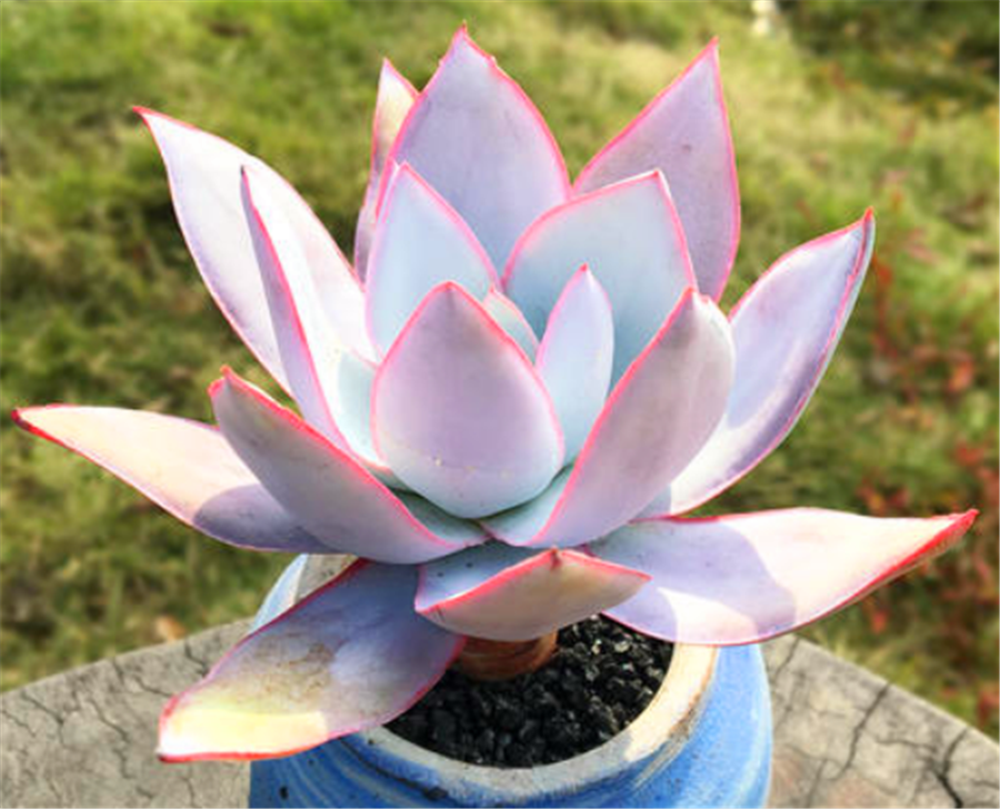 最有仙气的巨无霸多肉广寒宫,养护学会3要点,蓝粉绚烂仙气足