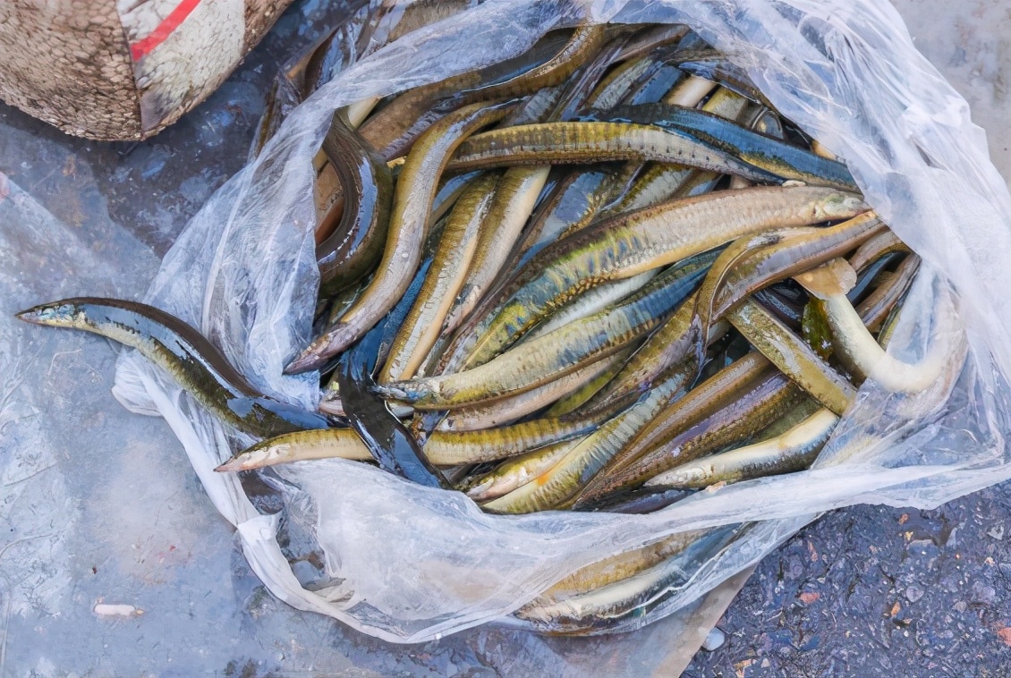 刀鰍魚圖片(長得像泥鰍) - 赤虎壹號