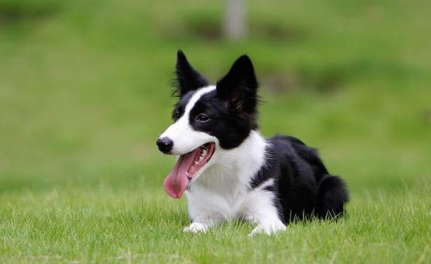 边境牧羊犬性格(边境牧羊犬性格多大可以成熟)-我的快乐小窝