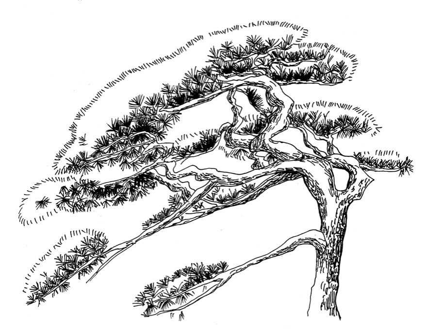 零基础钢笔画教程:分步骤讲解两种乔木画法,简单易学,快来临摹