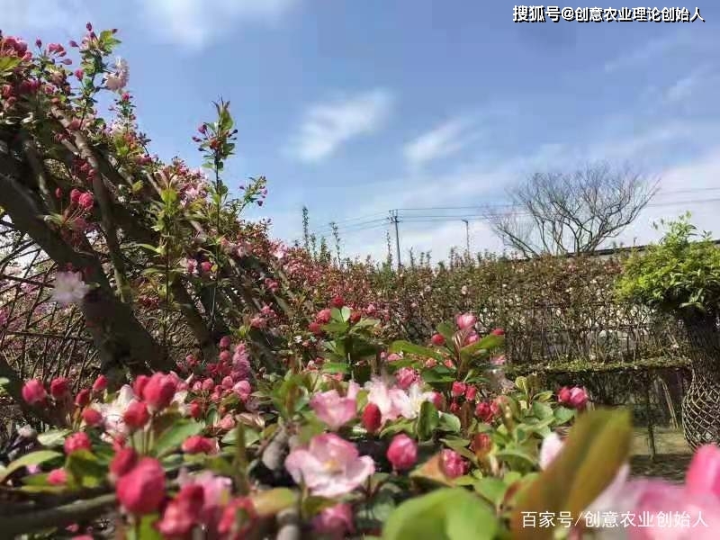 成都创意农业新场景教程（章继刚著）用花园理念重塑田园生活方式