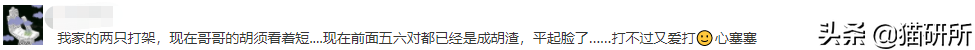 猫咪不是爱互殴就是乱咬人？盘点14种攻击行为的解决对策