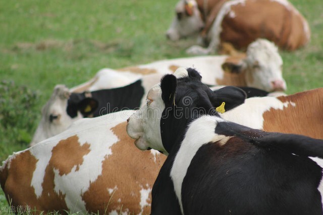 我二十二岁当了村官，贷五十万元，改善了处境的我爱情如期而至