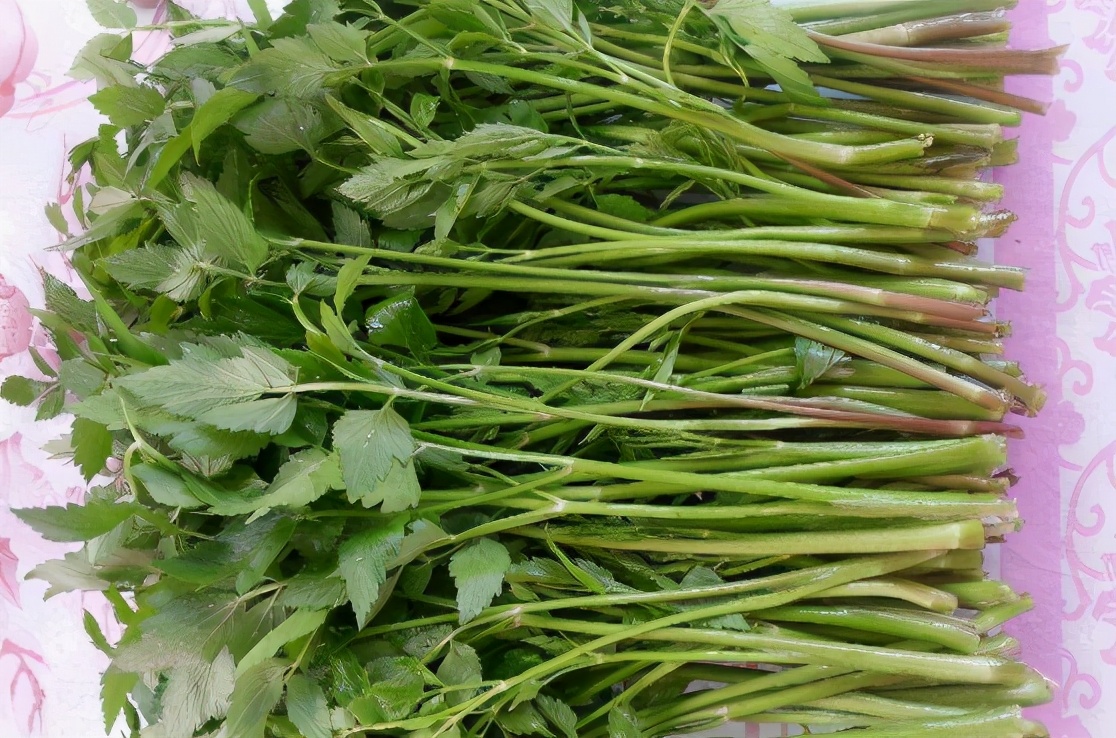 野药芹菜的功效与作用-我的快乐小窝