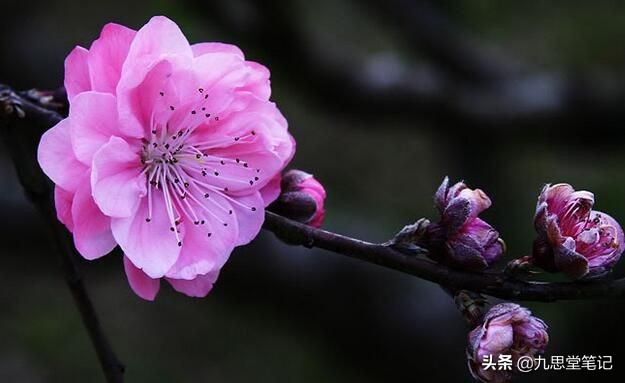 桃花美艳开，谁人不看来。93桃花名句，谁能全背过我服谁