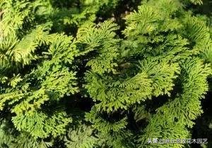 常绿乔木有哪些（70多种常用常绿乔木图例宝典）