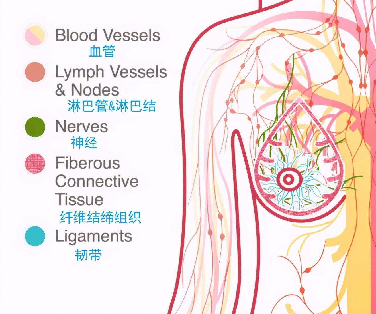 37岁，她切掉了自己的双乳：3分钟自检，学会了能救命