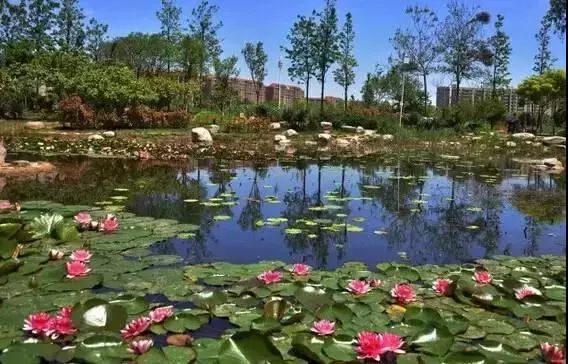 郑州黄河国家湿地公园 黄河外滩国家湿地公园门票-甘溪百科网