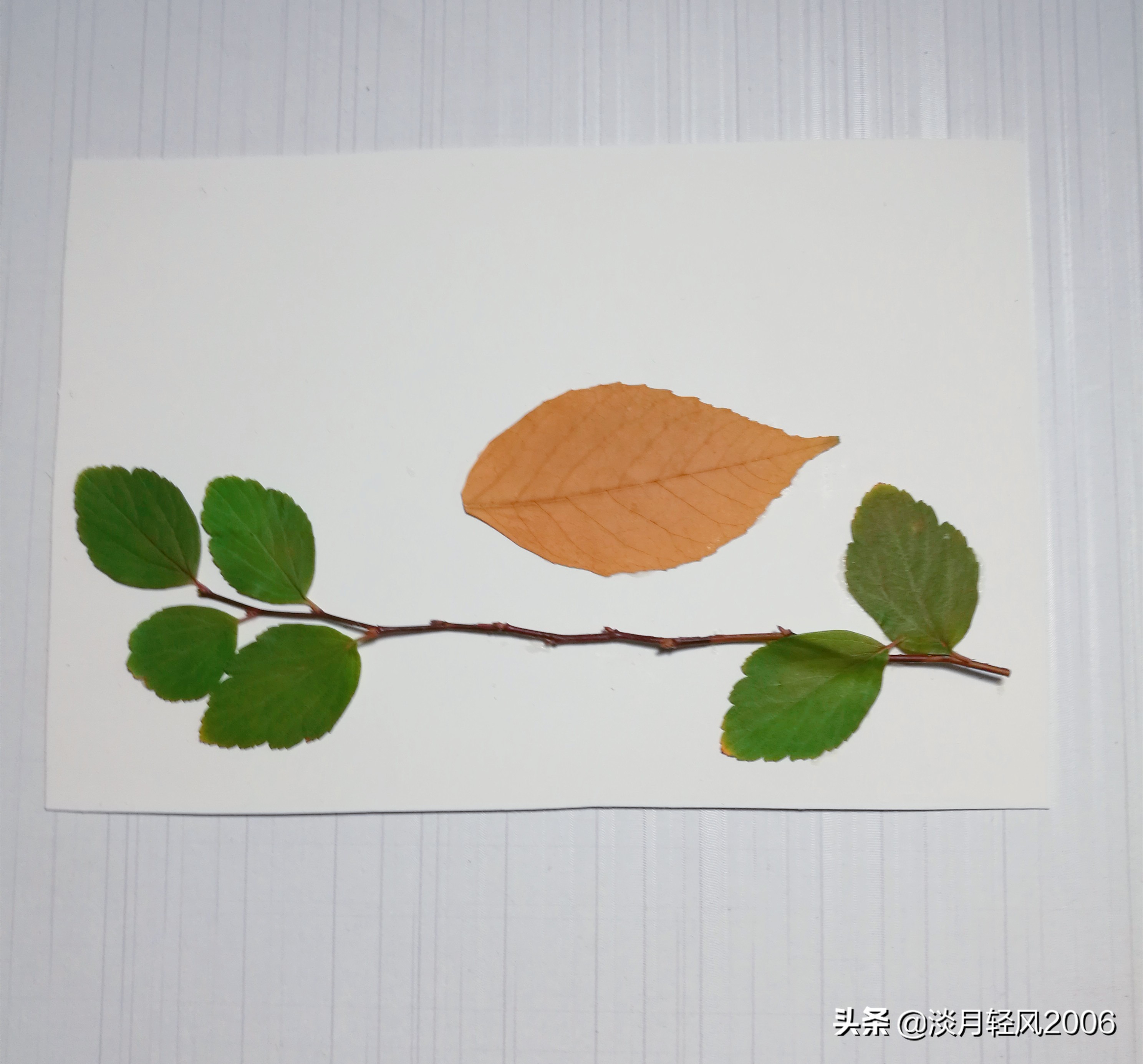 用树叶做的手工贴画简单可爱的叶贴小鸟教程