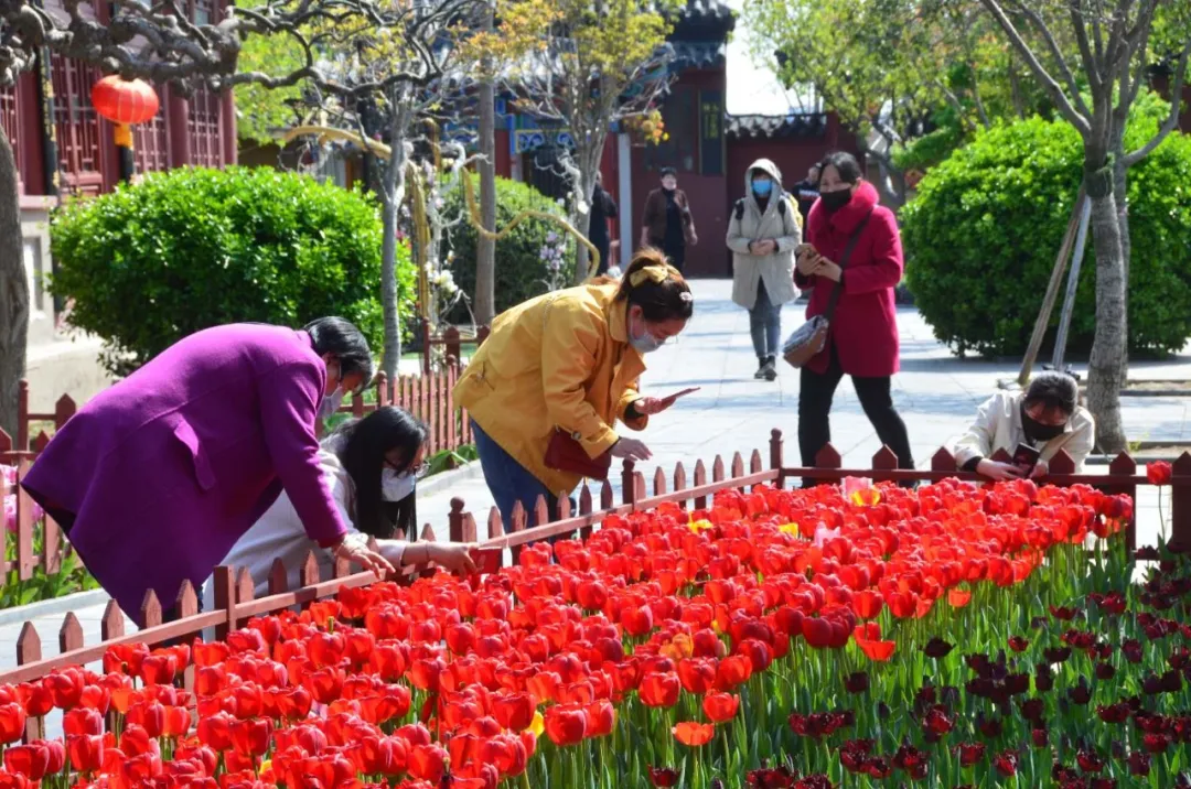 诗词中亭亭玉立的郁金香