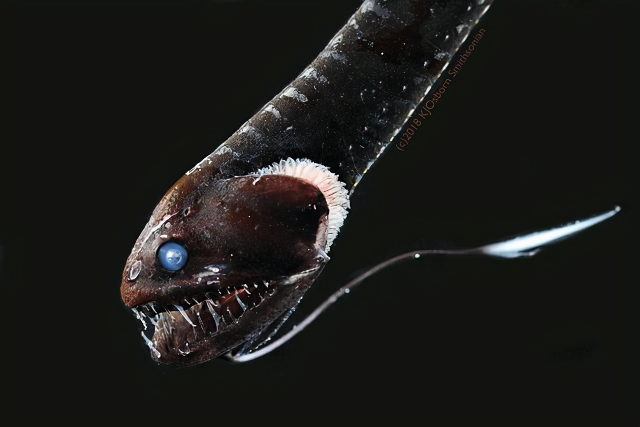 10000米恐怖深海鱼图片,这是海底比鱼更恐怖的竟然还有这些-员工福利