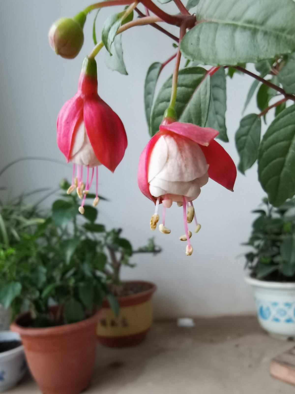 耐阴又容易开花的植物（分享15种最常见的喜阴植物）