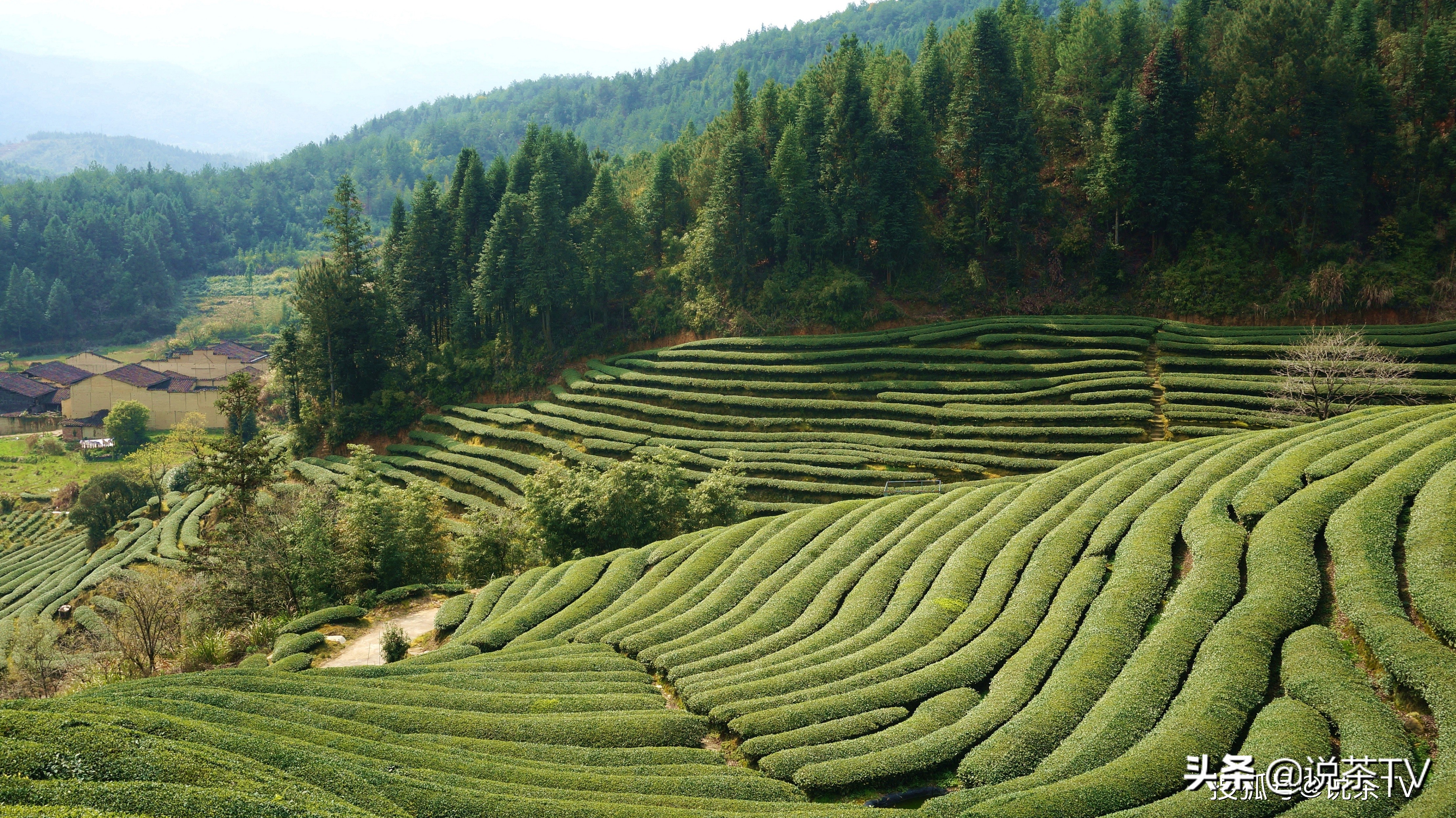 清道光年間,古田縣創制小種紅茶,歷經百年成為