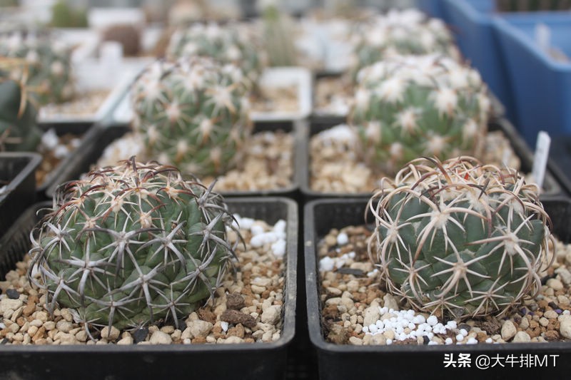 顶花球之王-----钢钉Coryphantha tripugionacantha