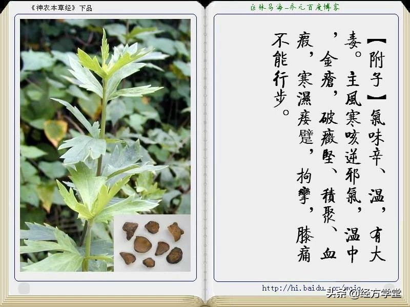 《神农本草经》全册图文解析 建议收藏