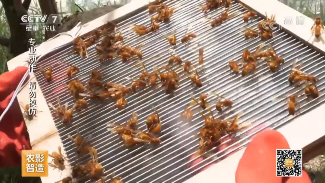 挖个坑,埋点土,秋后抬回两千万!蜂农中的绝命毒师