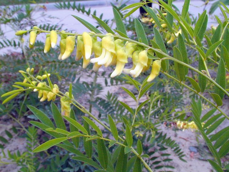 苦参汤的组成(每日中药-苦参)