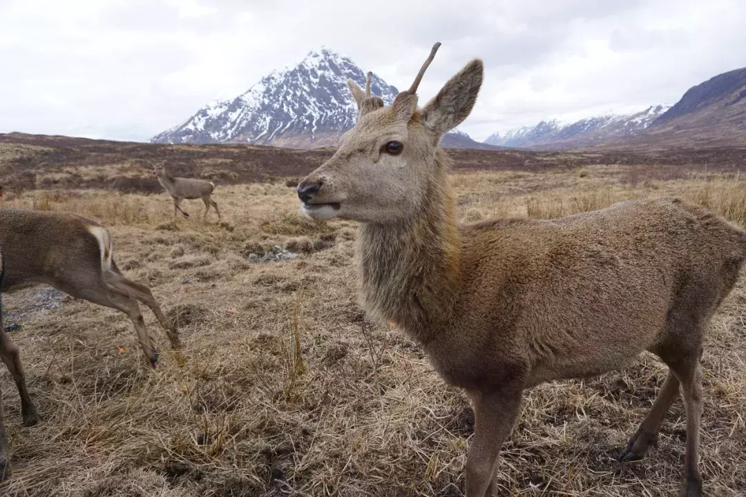 申请季玩滑板把脚摔断还能拿到3个CMU CS类offer是一种什么体验