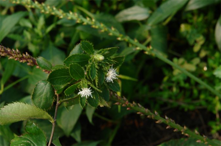 树林边1种开白花的野草，名字叫“苍术”，根茎有妙用，价值珍贵