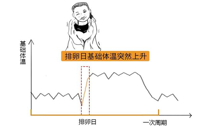 排卵期该咋计算，看完就知道！网友：我一男的进来，看的津津有味