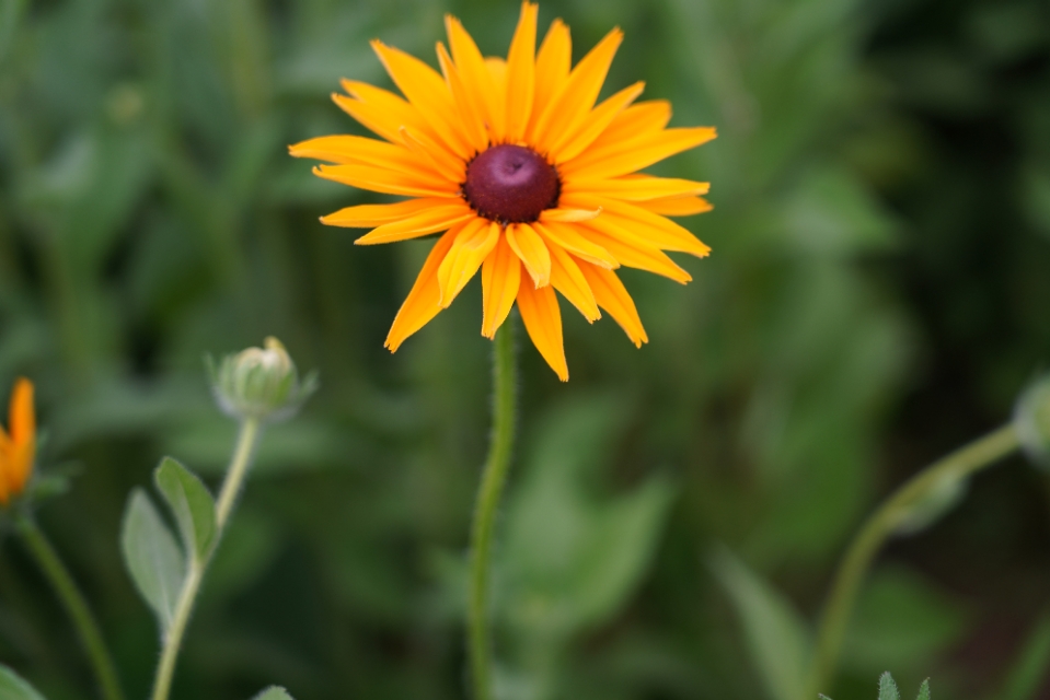 夏日，黑心金光菊花开正浓