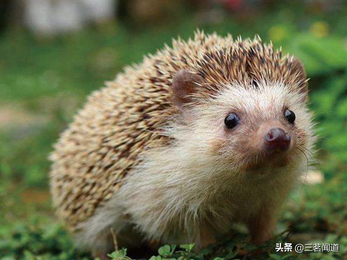 东北民间仙堂信仰：胡黄白柳灰五仙