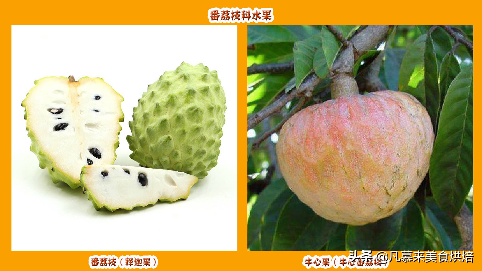 水果的种类,水果的种类名称大全及图片