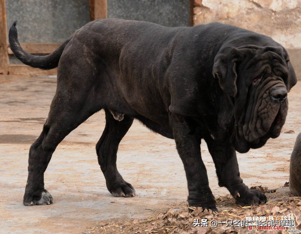 这10种猛犬一定要好好了解下，不要去招惹它们，不然后果很严重
