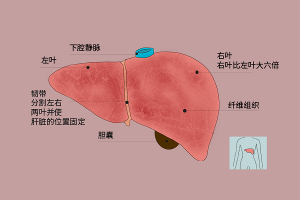 前白蛋白偏高原因解析：肝功能检查中指标升高的可能因素与临床意义