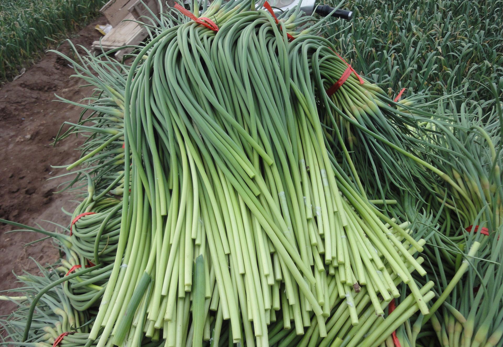 蒜苗与蒜苔的区别(好多人都傻傻分不清，蒜苗与蒜薹，韭黄与蒜黄，这其中可能就有你)