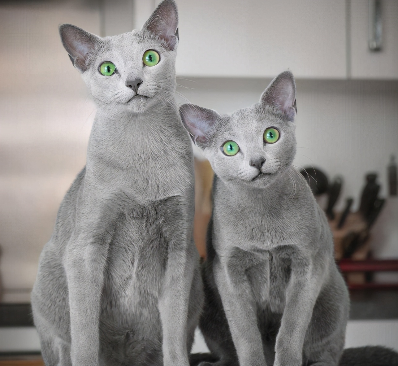 30种知名的猫咪，你都认识吗？