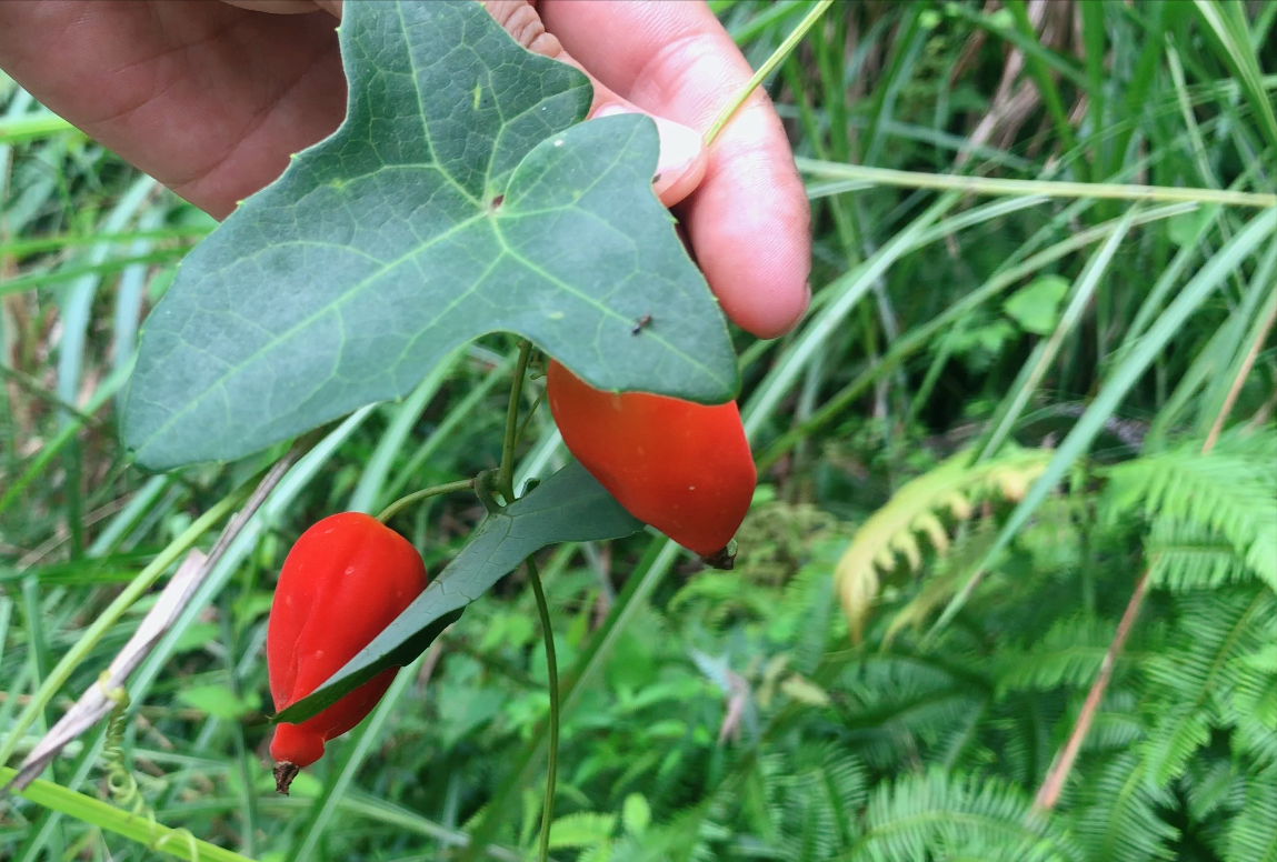 农村一种叫"老鼠拉冬瓜"的野果,原来它的根更珍贵,快来了解下
