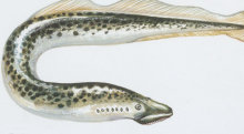 七鳃鳗图片(有八个眼睛的“七鳃鳗”，将宿主榨干为白骨，英国皇室死和它有关)