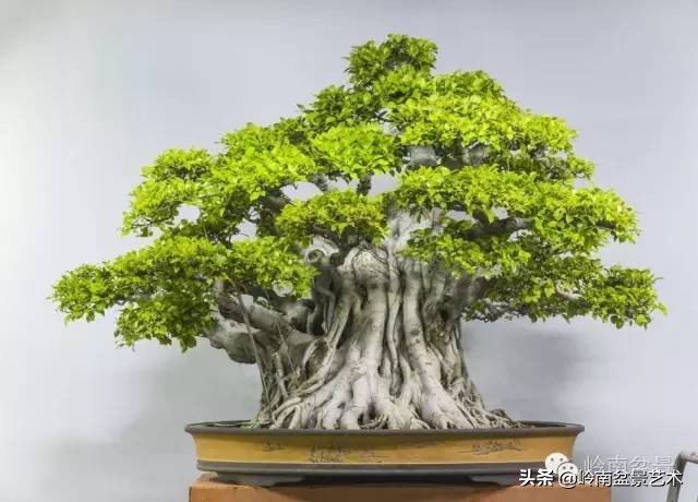 榕樹盆景圖片,榕樹盆景圖片大全欣賞