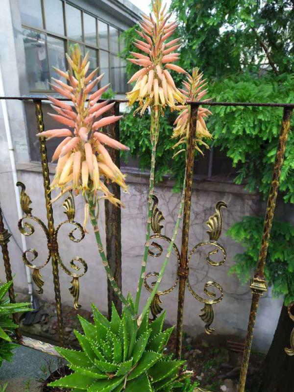 芦荟养3年,窜出大花箭,记住4要点,年年开满"富贵花"