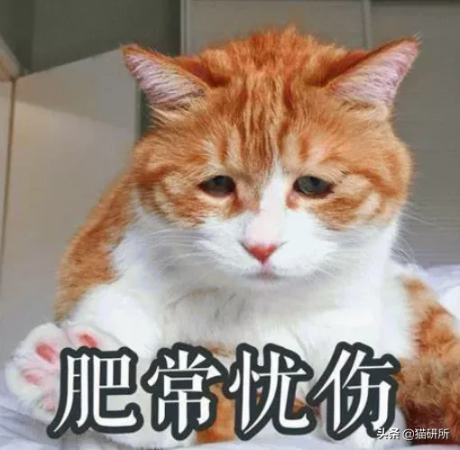 猫咪膀胱炎反反复复，吃抗抑郁药可以治疗吗？