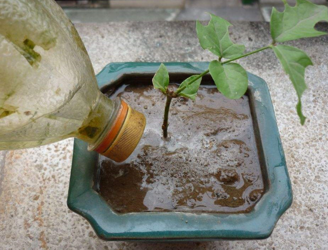 茉莉花什么时候扦插成活率高（茉莉花什么时候扦插好活）-大连信息网